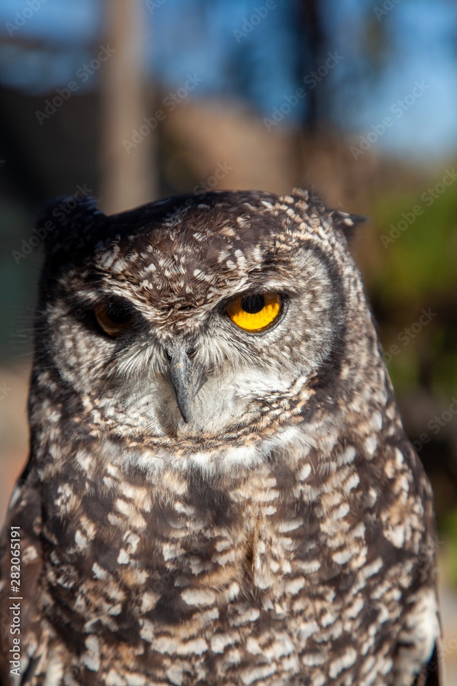 South African owl South African owl