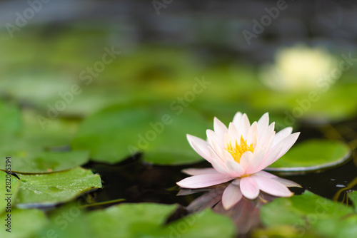 A lotus flower and green leafs in the water