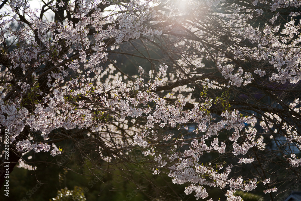 Backlit cherry tree in full bloom Backlit cherry tree in full bloom