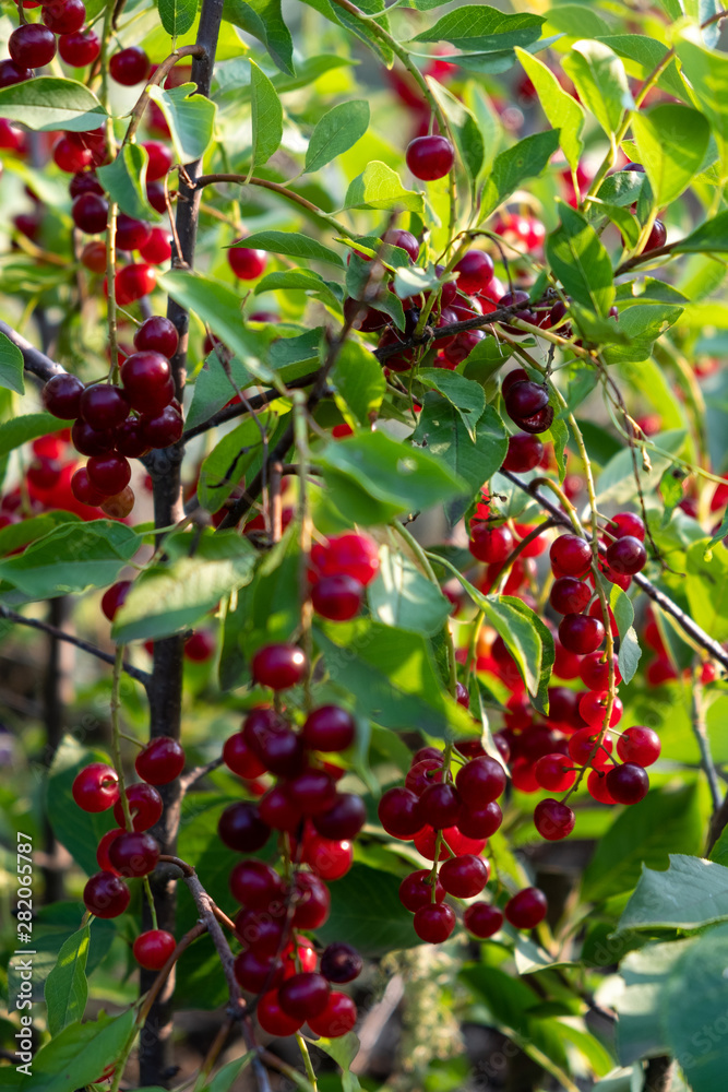 The grapes of tserapadus cherry on the branch of a green Bush. The grapes of tserapadus cherry on the branch of a green Bush.