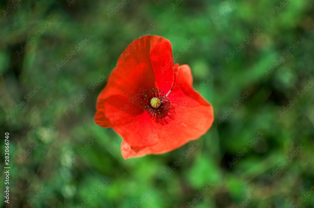 red poppy in field