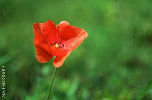red poppy in field © Ivana