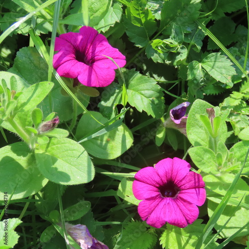 Petunia  rich flowering summer flower for garden and balcony