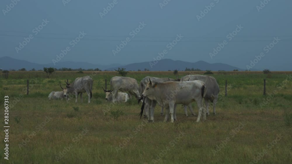 Famous white Maremma cows are peacefully standing on the grass in Italy. Famous white Maremma cows are peacefully standing on the grass in Italy.