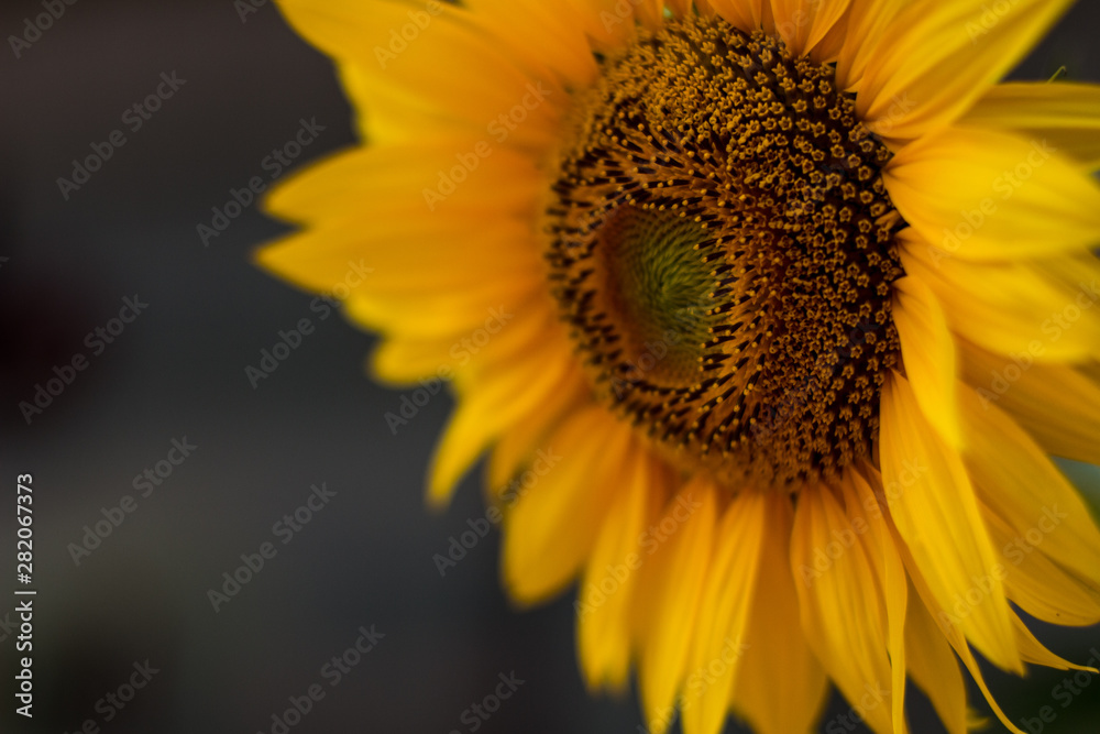 Naklejka premium Closeup of a sunflower bloom