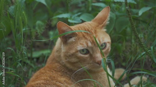 A wild stray cat is laying in the high grass on a lazy afternoon in Italy. photo