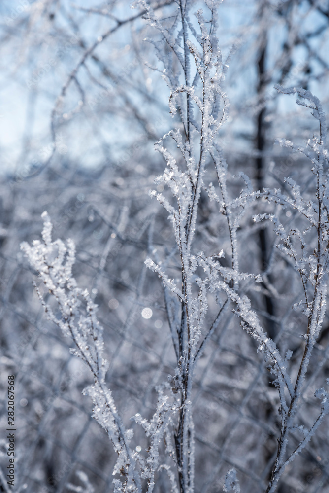 Tree branch ice covered on blurred natural background. Hoarfrost on dried flowers in backlight at sunny day