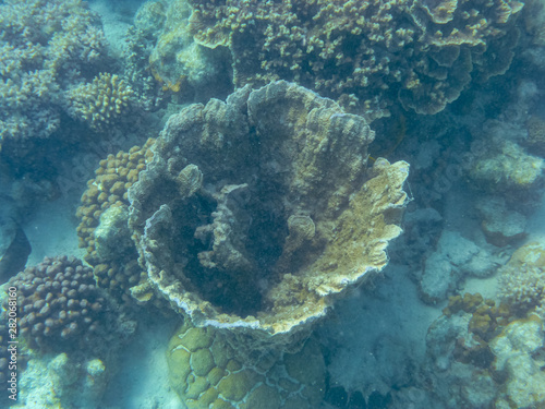 Coral growing like a bowl at Ningaloo Reef close to Coral Bay