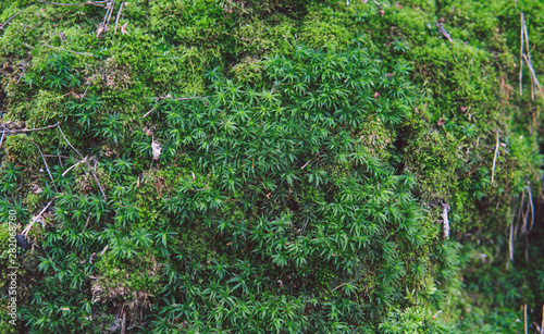 Fototapeta Naklejka Na Ścianę i Meble -  green moss on the tree, green moss texture
