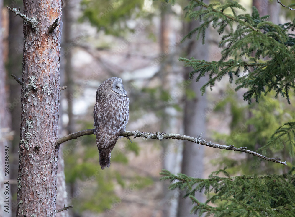 Great Gray Owl (Strix Nebulosa). Great Gray Owl (Strix Nebulosa).