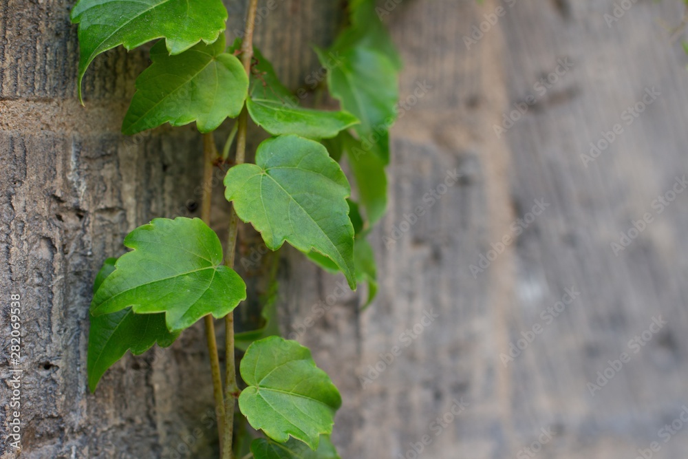 closeup of vine leaves n summer on a stone wall closeup of vine leaves n summer on a stone wall