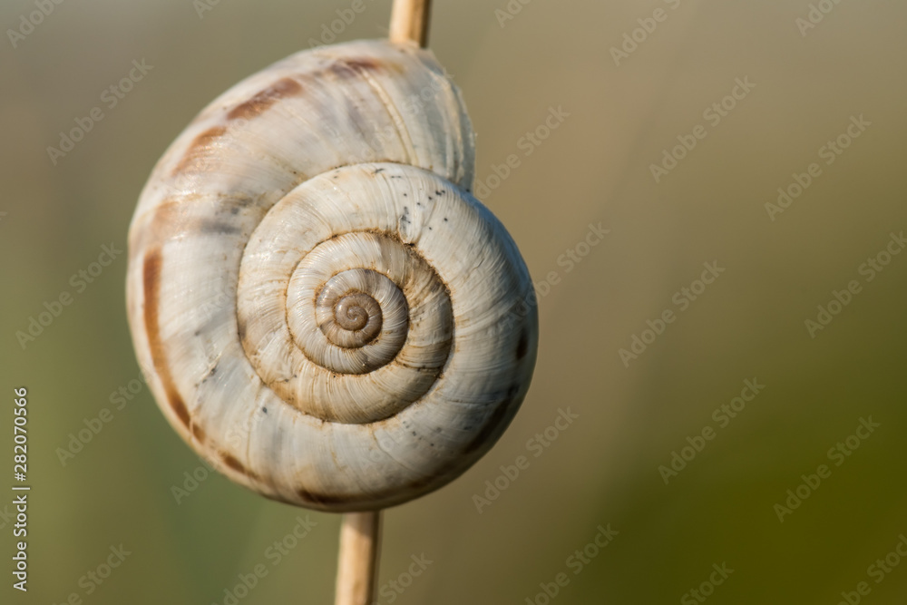 A Snail Beautifully Lit by the Hot Summer Sun while Hanging on a Plant A Snail Beautifully Lit by the Hot Summer Sun while Hanging on a Plant