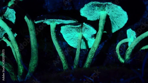 Biofluorescence of the mushrooms in UV lighting. photo