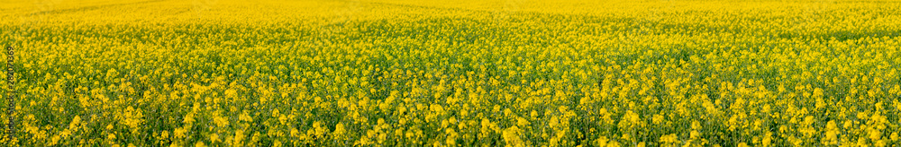 field of flowers