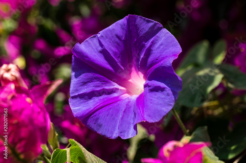 beautiful bright purple flower close-up in the garden  ipomoea on a green background