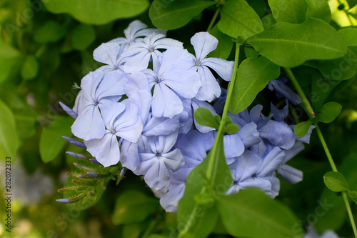Foto plumbago