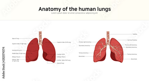 Anatomy of the human lungs