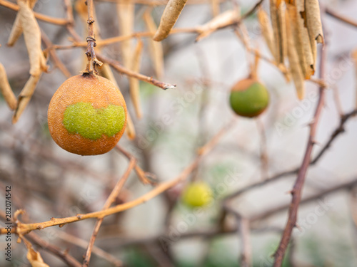 Dried Lime Hanging on The Dead Tree