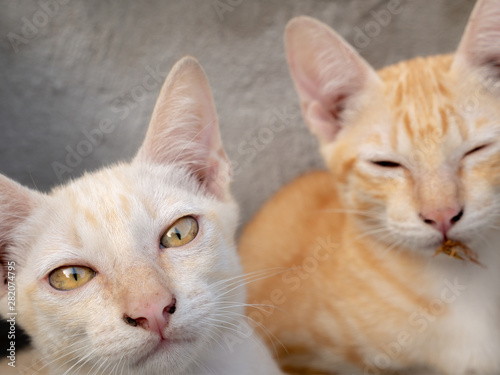 Yellow Kittens Staring in The Box