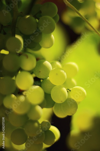 Grapes with morning sun