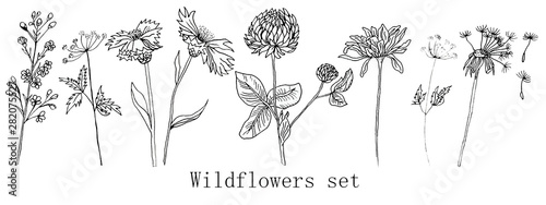 Hand drawn ink wildflowers set, calendula, clover, dandelion