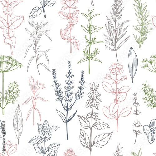 Hand drawn spicy herbs. Vector seamless pattern.