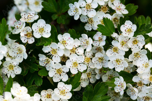 Flowers of Hawthorn (Crataegus monogyna)