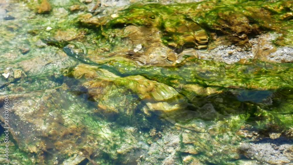 Thermophilic algae flowing in hot spring, Chaeson National Park , Lampang Thailand Thermophilic algae flowing in hot spring, Chaeson National Park , Lampang Thailand