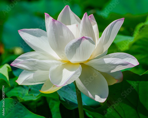 A beautiful lotus flower