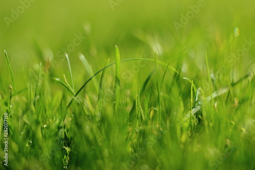 Gras with dew in the morning