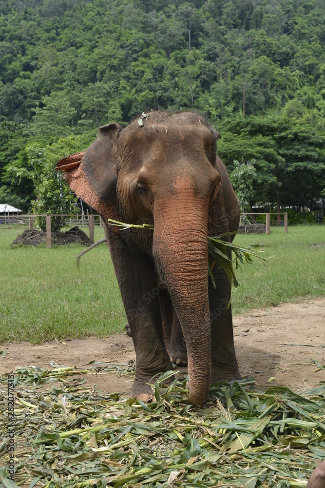 Fototapeta premium Chomping elephant