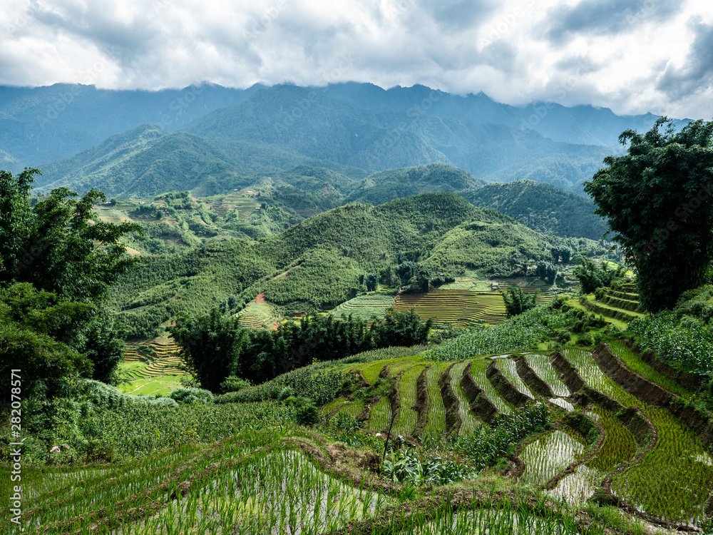 Vietnam Sapa Rice fields view