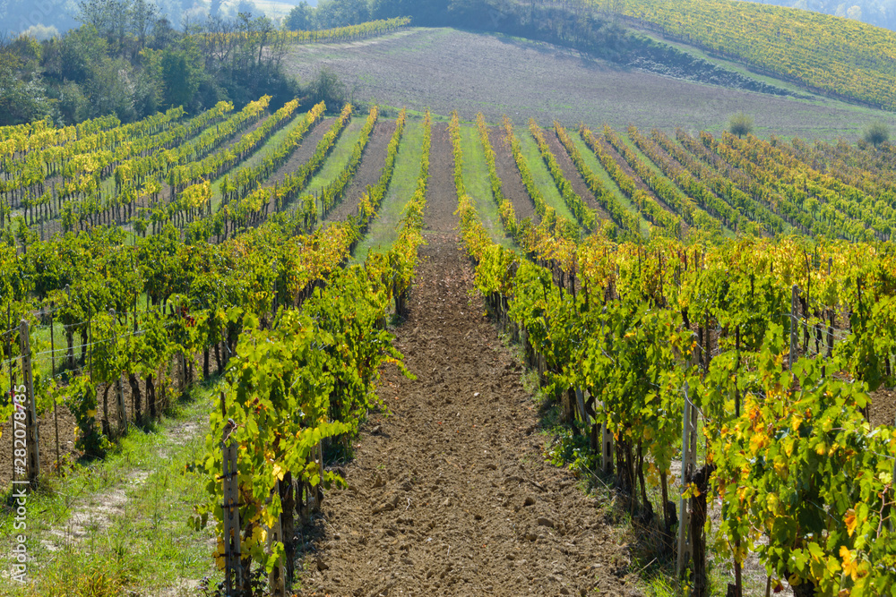 Vineyard outside San Gimingano, Tuscany, Italy