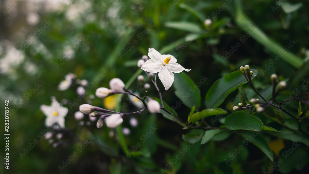 white flowers in garden white flowers in garden
