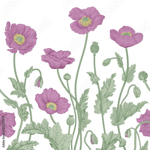 Vintage floral illustration. Vector border. Purple Poppies.