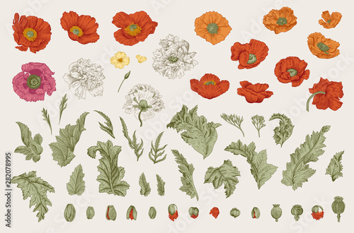 Obraz na plátně Vintage vector botanical illustration