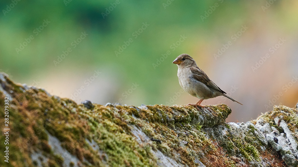 Female House Sparrow Perched on a Stone Wall Female House Sparrow Perched on a Stone Wall