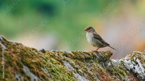 Female House Sparrow Perched on a Stone Wall