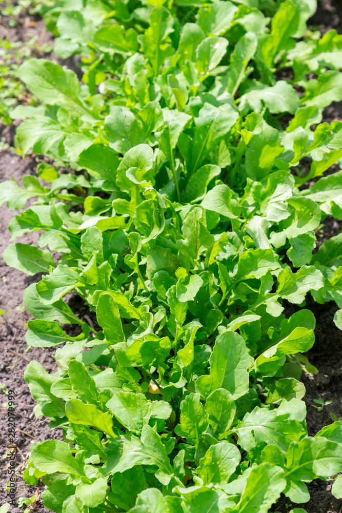 Green arugula in the garden in soil and pots, green vegetable. vertical photo Green arugula in the garden in soil and pots, green vegetable. vertical photo