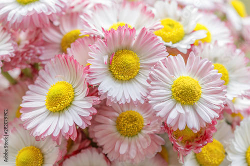 Marguerite summer background. Flower for postcard  greeting card. Daisy flower texture. Beautiful bouquet of daisies  marguerite close-up.