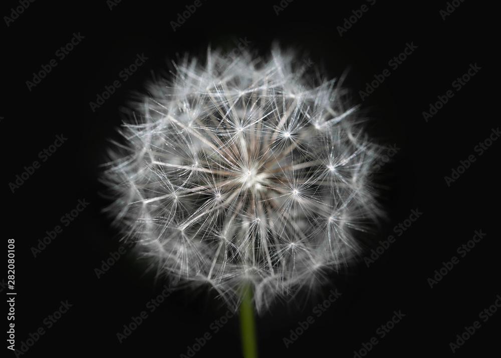 Fototapeta premium White dandelion on isolated black background. Fluffy dandelion seeds. Dandelion close-up macro. A side view of a blooming flower head of the dandelion.
