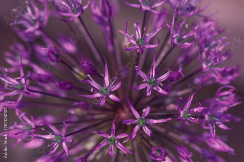 Purple flower background. Beautiful allium cristophii or persian onion close-up. Floral patterns and texture. Flower for postcard, greeting card.