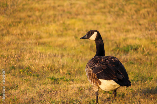 Canada goose eating at park photo