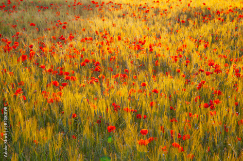 Blooming poppies in Provence, France