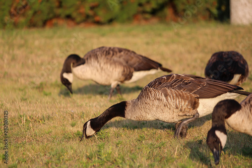 Canada goose eating at park photo