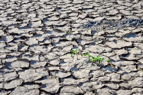 The group of green sprouts growing on the waterless cracked gray soil