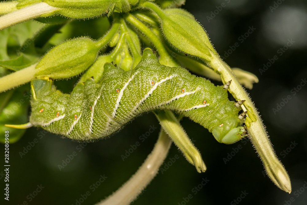 Tobacco Hornworm (Manduca sexta)