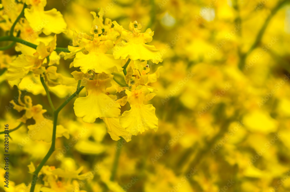Group of yellow oncidium orchid flowers blossom in flower garden Group of yellow oncidium orchid flowers blossom in flower garden