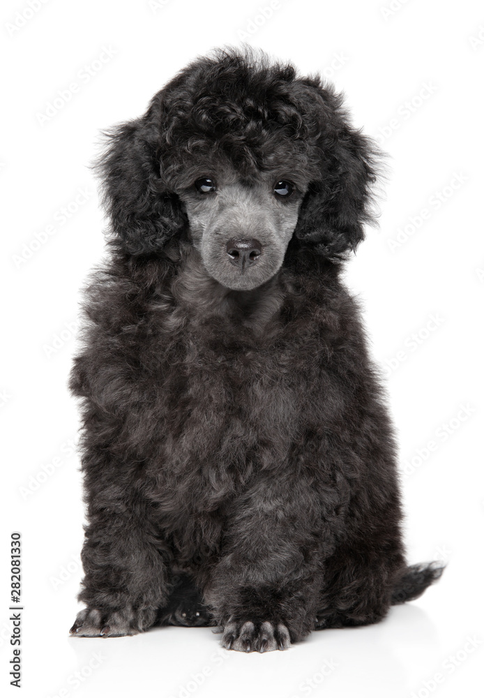Toy poodle puppy on white background