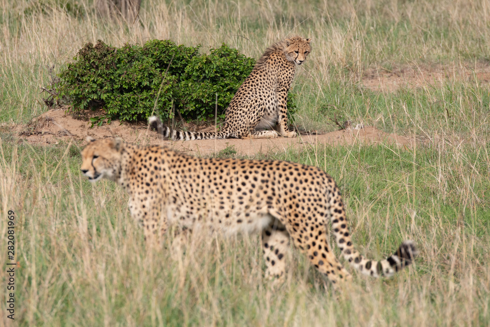 two cheetahs one in focus one out of focus two cheetahs one in focus one out of focus